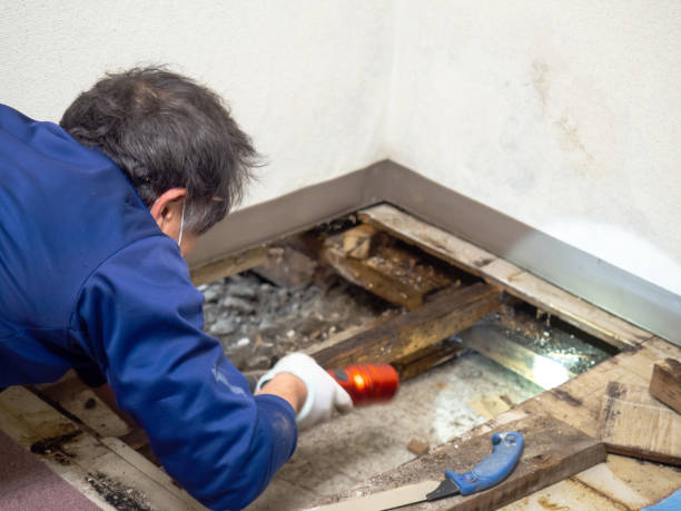 Best Professional Mold Removal  in Little Falls, NY