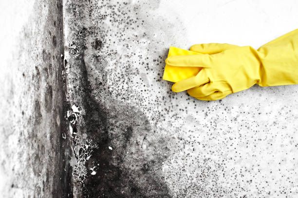 Best Local Mold Removal Service  in Little Falls, NY
