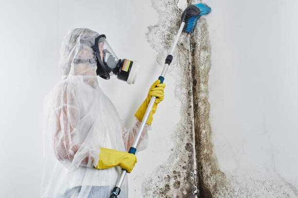 Best Local Mold Removal Service  in Little Falls, NY