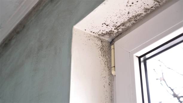 Mold Removal and Inspection in Little Falls, NY