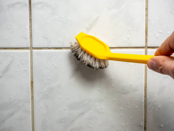 Best Best Mold Removal Companies  in Little Falls, NY