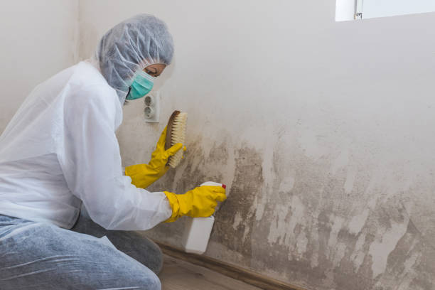 Professional Mold Removal in Little Falls, NY