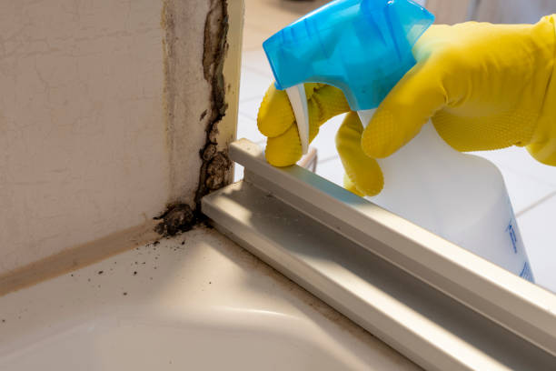 Best Office Mold Removal Services  in Little Falls, NY