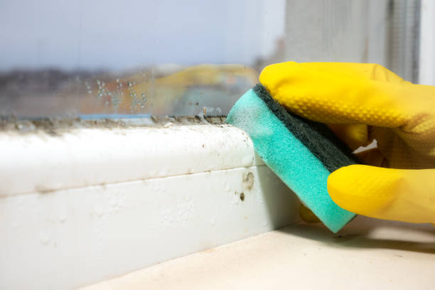 Best Home Mold Removal  in Little Falls, NY