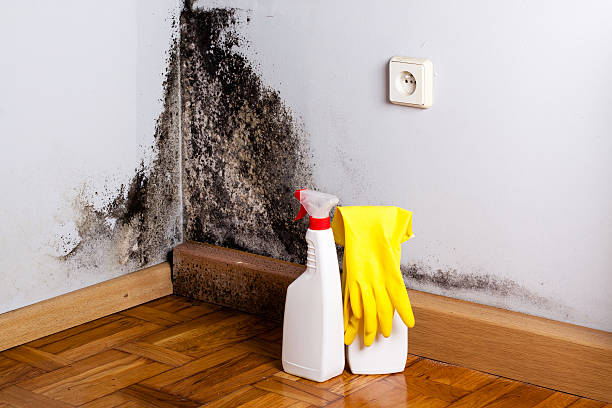 Best Mold Testing  in Little Falls, NY