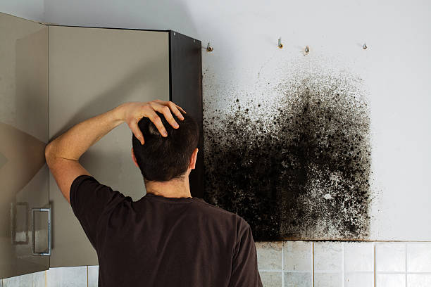 Best Attic Mold Removal  in Little Falls, NY