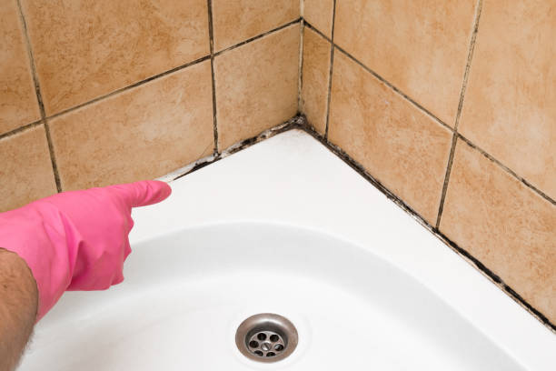 Best Mold Remediation  in Little Falls, NY
